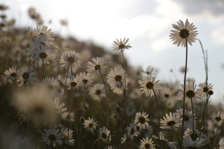 Margrieten met tegenlicht