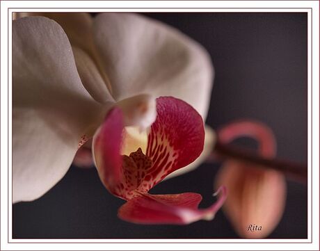 Phalaenopsis