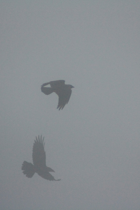 Mist and Crows 2