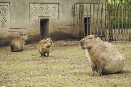 Capibara