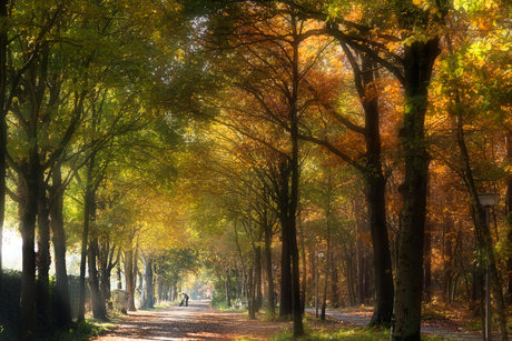 Herfst in het bos