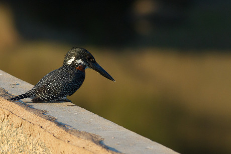 giant kingfisher