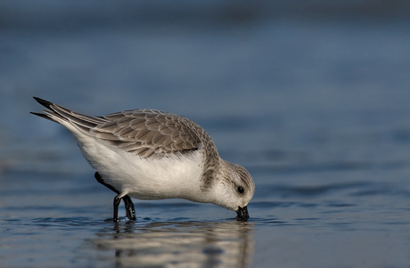 Bonte Strandloper