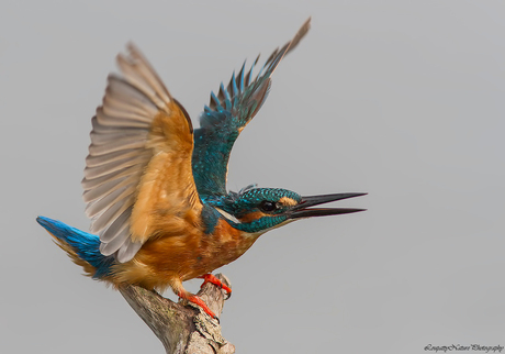 Ijsvogel