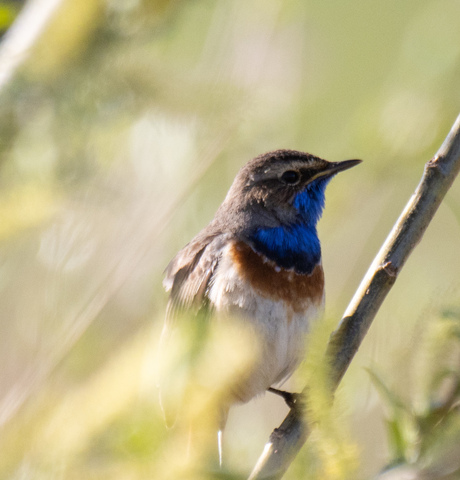 Blauwborstje in het riet