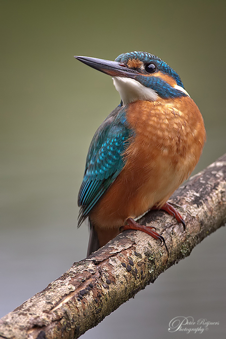 The Kingfisher