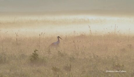 ooievaar in mistig landschap