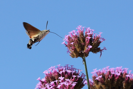 Kolibrie vlinder