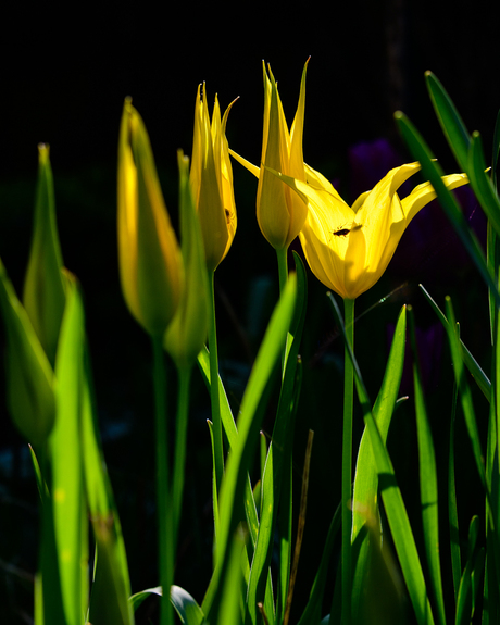 gele tulpen