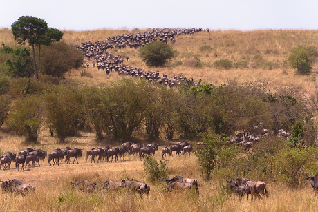 Masai Mara Kenya 2012-356.jpg