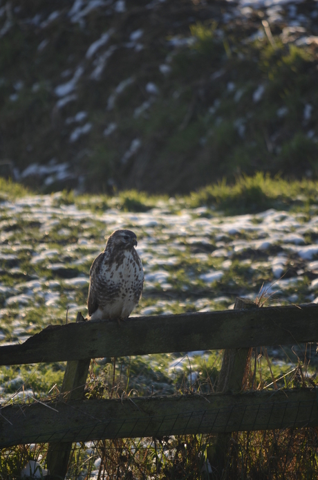 Buizerd