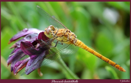 Steenrode heidelibelle