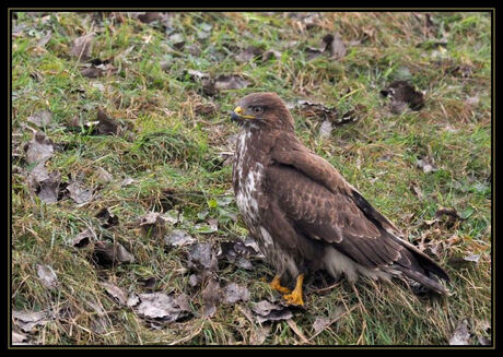 buizerd