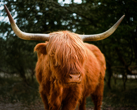 Schotse Hooglander Kennemerduinen