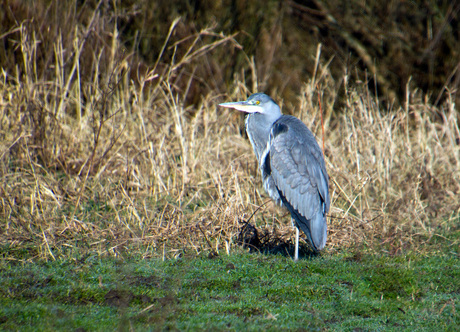 Reiger