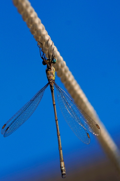 DragonFly on a wire
