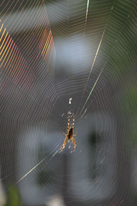 Spin in web