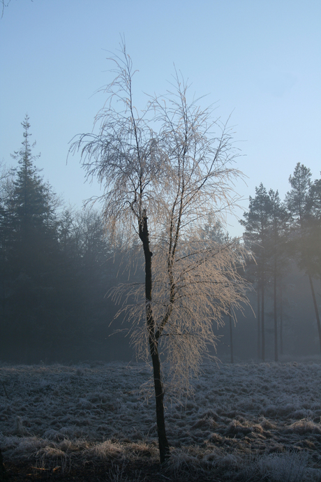 Cold Tree