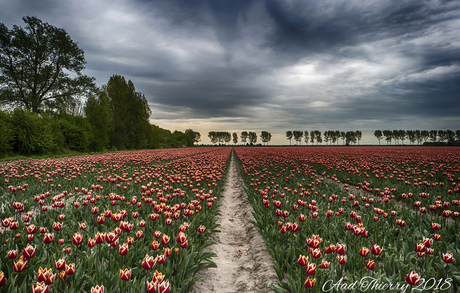 Tulpen op Flakkee