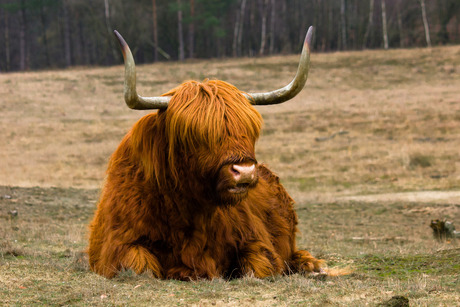 Highland Cow