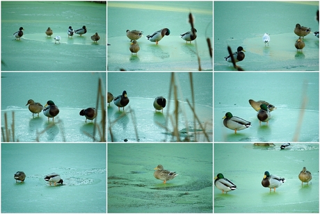 Watervogels op bevroren kroos. Foto 2