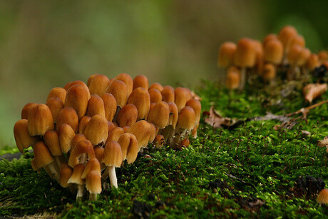 herfst paddestoeltjes