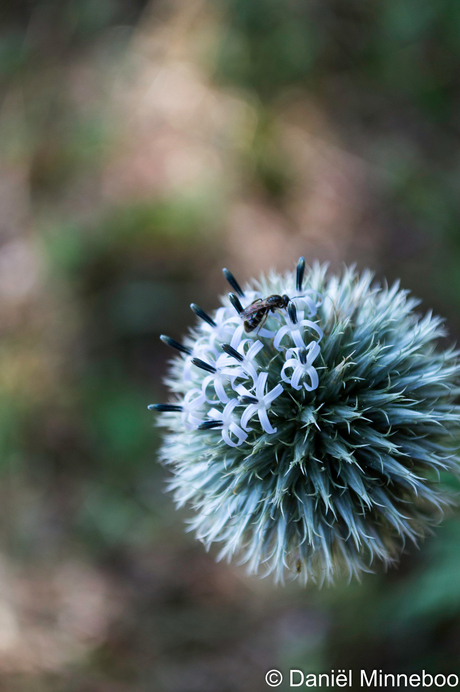 Bloem en Bij