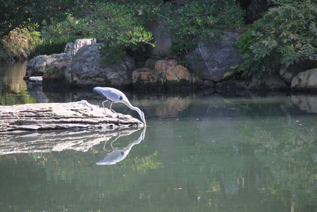 Japan keizerlijke tuinen spiegelbeeld reiger