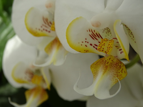 Het hart van een orchidee