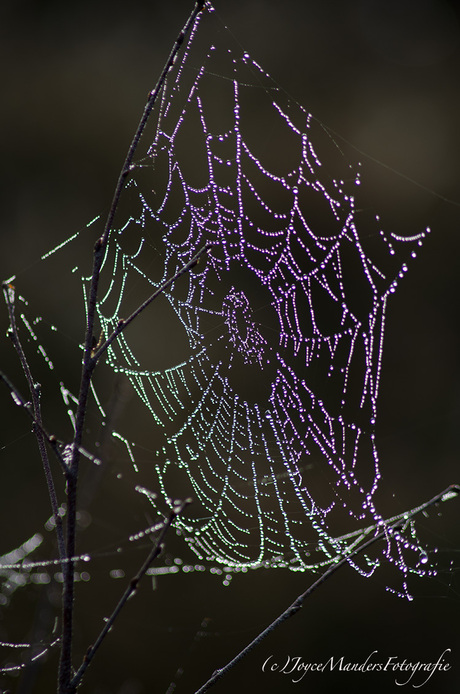 Spinnenweb in de ochtend