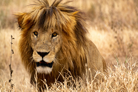 Male lion Serengeti NP