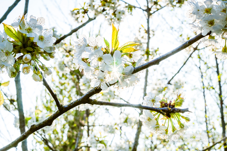 Lente bloesem