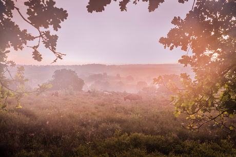 Wild horses