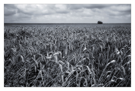 Het korenveld