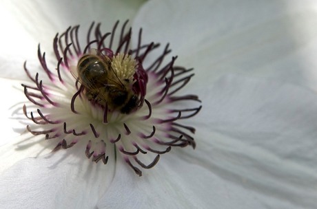 Bloemetje en een bijtje