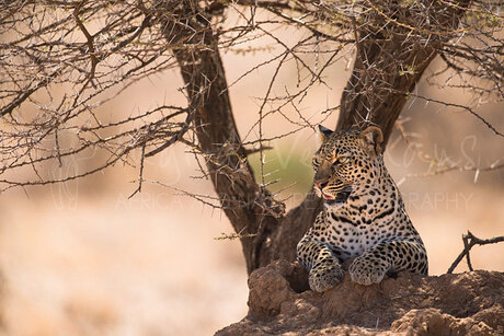 Guarding Samburu