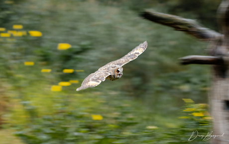 Ransuil in vlucht