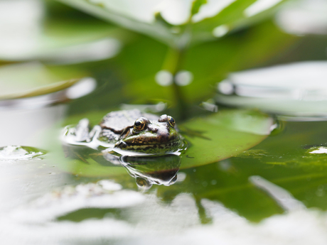 Niet vies van een groen blaadje