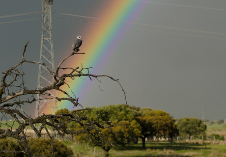 Regenboog deel 2