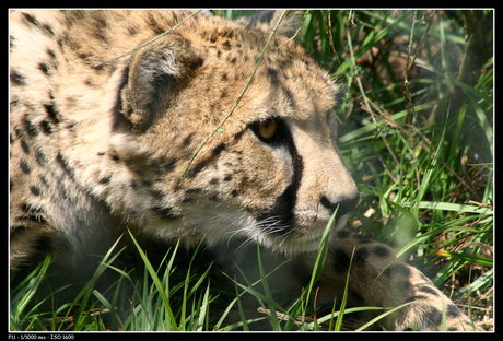 Cheetah Beekse Bergen 2