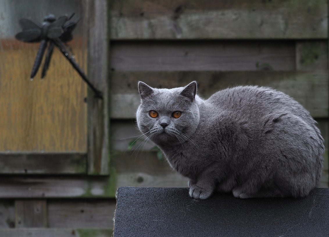 Dior - foto van pietsnoeier - Dieren - Zoom.nl