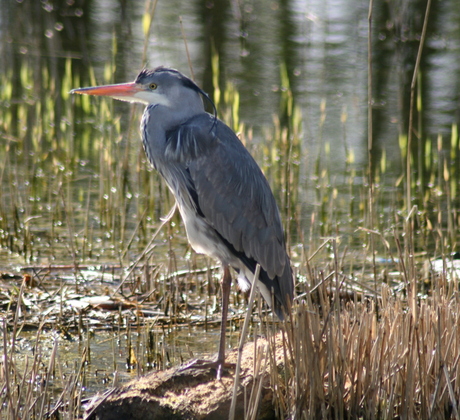 Reiger