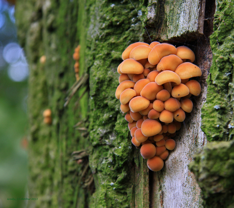 trosje paddenstoelen