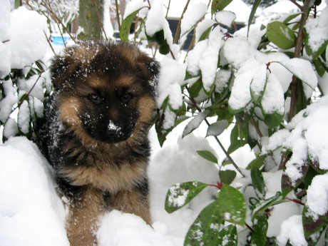 kennismaking met de sneeuw