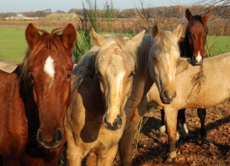 Paarden Arcen