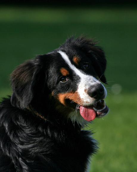 Benner sennen pup