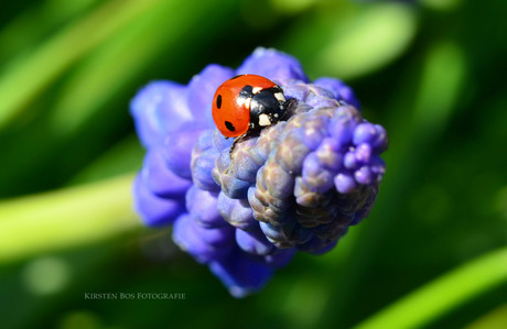 Ladybird