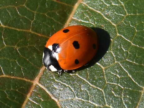 Zevenstippelig lieveheersbeestje - Coccinella septempunctata