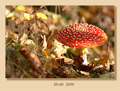 Rood met witte stippen