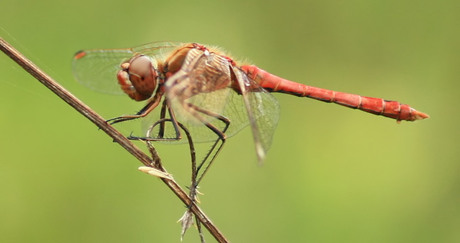 Bloedrode Heidelibel